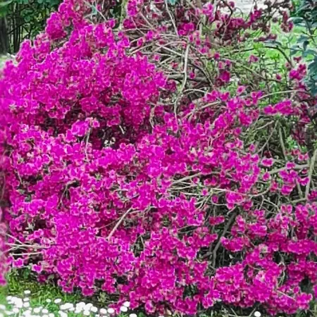 De La Roseraie 2* Barbotan-les-Thermes