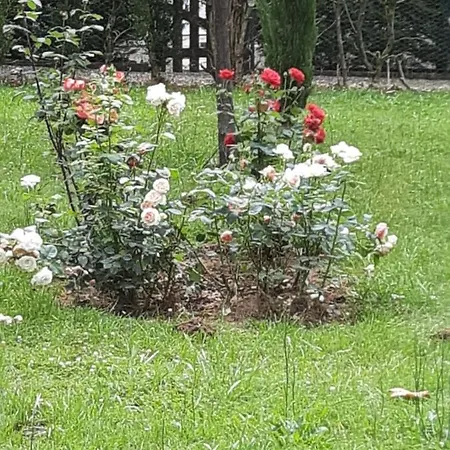 Hotel De La Roseraie Barbotan-les-Thermes