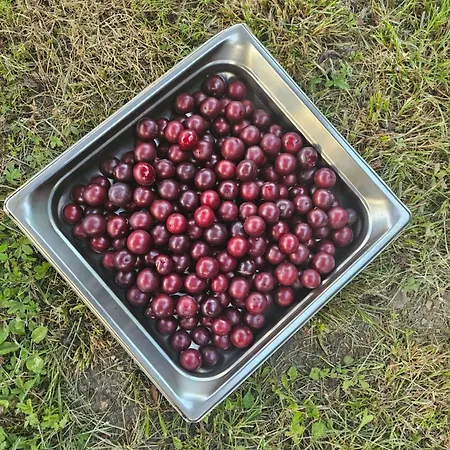 Hotell De La Roseraie