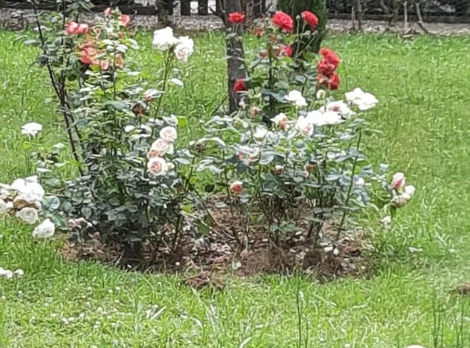 Hotell De La Roseraie Barbotan-les-Thermes