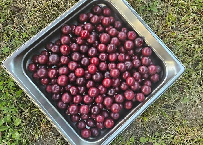 Hotell De La Roseraie